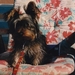 robbie de hond