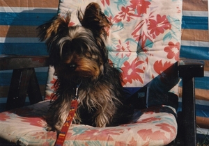 robbie de hond