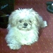 gijsje de hond