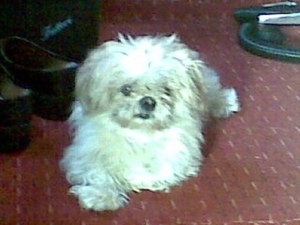 gijsje de hond