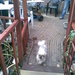 Gijs de hond in de tuin