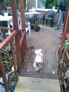 Gijs de hond in de tuin