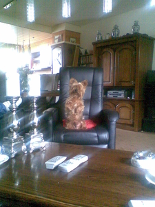 onze hond Robbie heelaas overlenen 20-1- 2014 is 17 jaar geworden