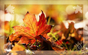 Herfstfoto met apart randje