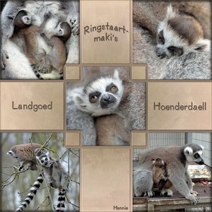 Ringstaartmaki's, template met foto's van Henk Gember