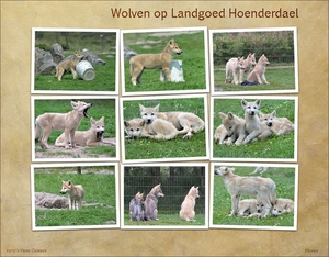 wolven-hoenderdael