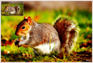 608-squirrel-orthon-eff