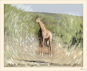 belvedere-South-Africa
