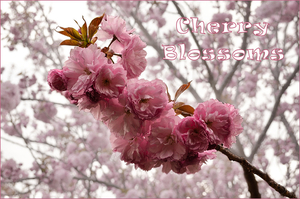CherryBlossoms