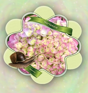 16 225-Cader-card-hangend-hortensia-slak-800px