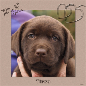 Tirza-template 11 Gonda1954-1000px