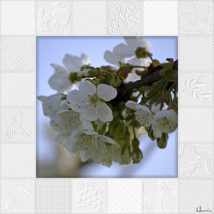 Marine-bloesem