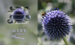 les-3-Lynne-flowers