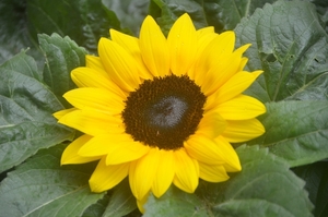 009
