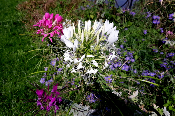 Bloemen-Park Roeselare-7-8-2018