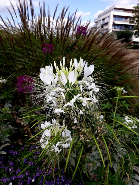 Bloemen-Park Roeselare-7-8-2018