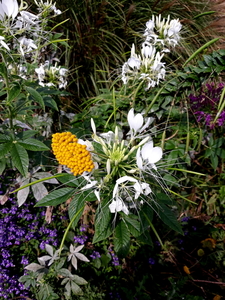 Bloemen-Park Roeselare-7-8-2018