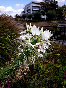 Bloemen-Park Roeselare-7-8-2018