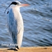 Blauwe Reiger