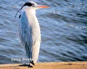 Blauwe Reiger