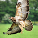Buizerd in de polder.