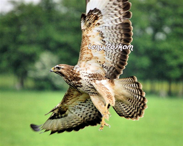 Buizerd in de polder.
