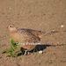 Fazant (hen)