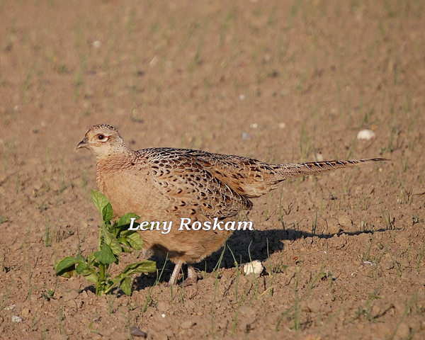 Fazant (hen)
