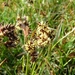 041 Veldbies (Gewone - ) 01