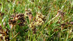 041 Veldbies (Gewone - ) 01