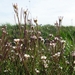042 Veldkers (Kleine -) 01