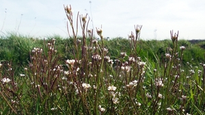 042 Veldkers (Kleine -) 01