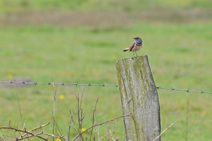 Blauwborst