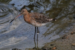 Grutto