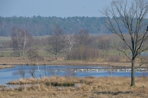 Klotteraar