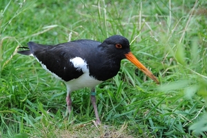 Scholekster