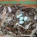 2015-04-26 Controle nestkasten
