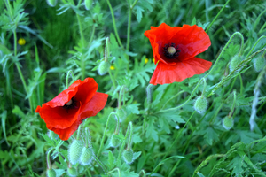 De Stroroute-Roeselare-Zonnebeke-2015