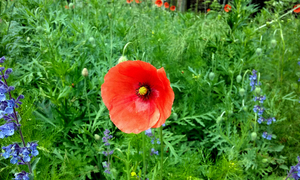 Poppy's