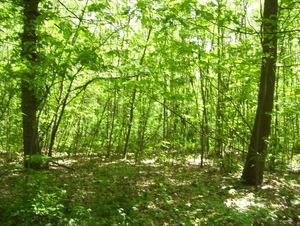 Wandeling langs Befferdreef - 7 mei 2015