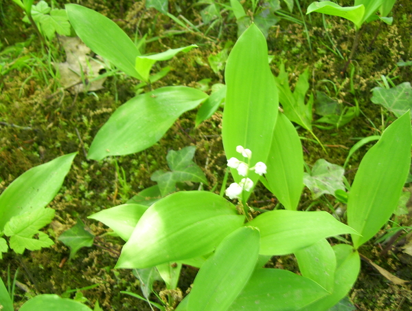 Wandeling langs Befferdreef - 7 mei 2015