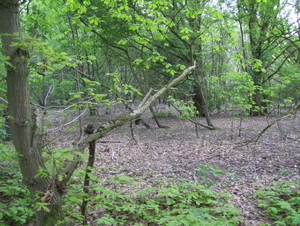 Wandeling langs Befferdreef - 7 mei 2015