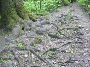 Wandeling langs Befferdreef - 7 mei 2015