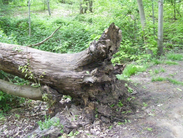 Wandeling langs Befferdreef - 7 mei 2015