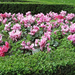 Het stond vol cyclamens in het park