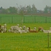 i39_P1390763_2015_04_26_Lenterit_Lommel_Sweikhuizen_AlpacaMountai