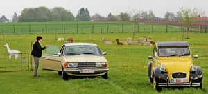 i45_IMG_0533_2015_04_26_Lenterit_Lommel_Alpaca&_Geit2pk_Citroen2p