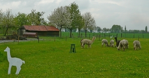 i57_P1390775_2015_04_26_Lenterit_Lommel_Sweikhuizen_AlpacaMountai