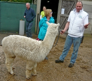 i58_P1390781_2015_04_26_Lenterit_Lommel_Sweikhuizen_AlpacaMountai