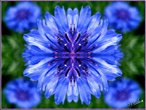 Caleidoscoop blauw-bloem